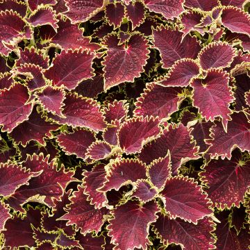 Coleus Vulcan - Siernetel