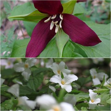 Collectie 2 Trilliums