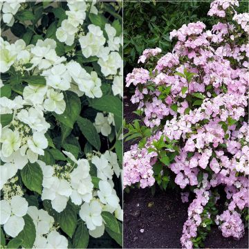 Collectie van 2 interspecifieke hortensia's