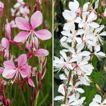 Collectie 3 Gaura's in Roze en Wit