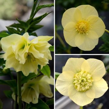 Collectie 3 Gele Kerstroos (Helleborus orientalis)
