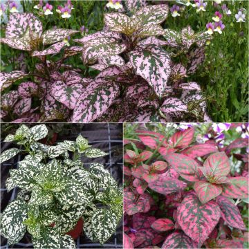 Collectie 3 Hypoestes Hippo