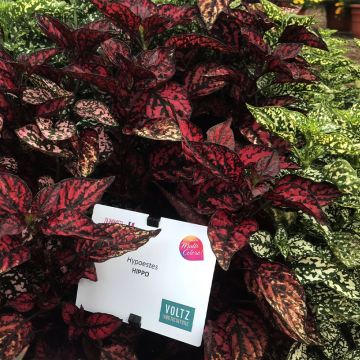 Collectie 3 Hypoestes Hippo