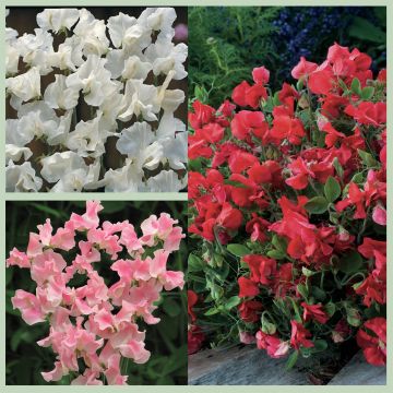 Collectie Zaden 3 Lathyrus