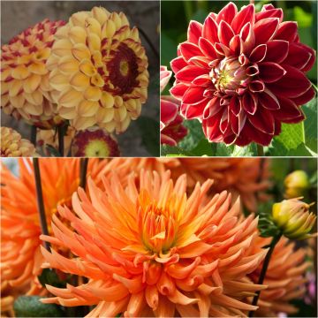 Collectie 3 dahlia's voor boeketten, warme tweekleurige tinten