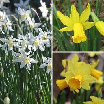 Collectie 30 Vroege Narcissen