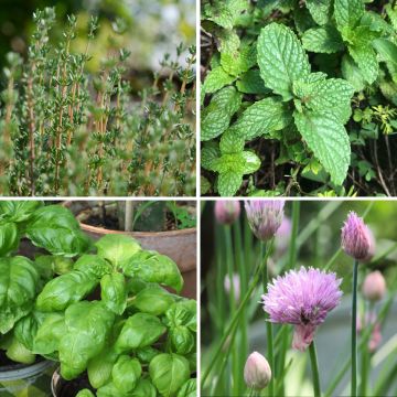 Collectie 4 Aromatische Kruiden voor een kleine prijs