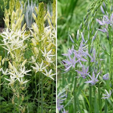 Collection 8 Camassias Wit en Blauw