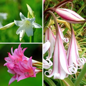 Collectie Crinum powellii