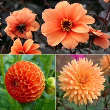 Collectie Dahlia's Vitamines
