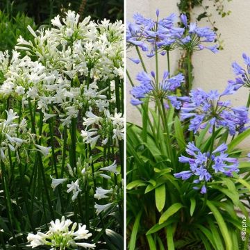 Collectie Duo Agapanthus Pitchoune