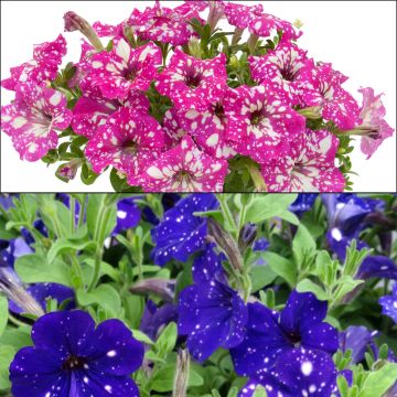 Duo-collectie Petunia Night Sky en Royal Sky