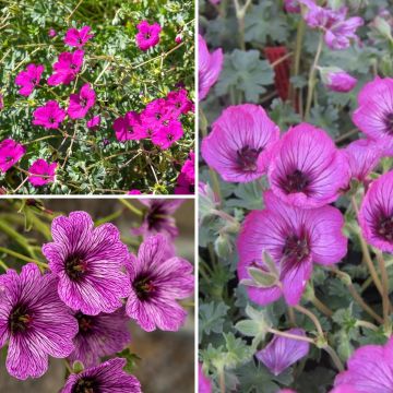 Collectie Rotsplanten Geraniums