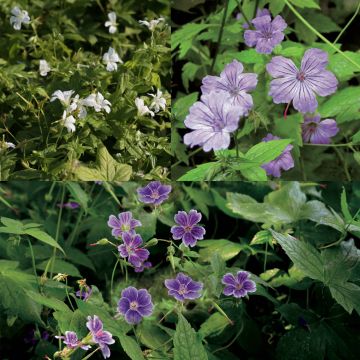 Collectie Geranium nodosum