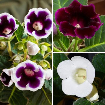 Collectie Gloxinia's in paars en wit