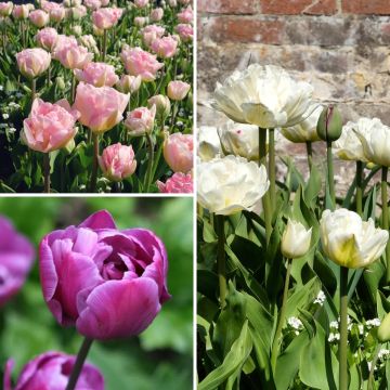 Harmonie Meibloemen