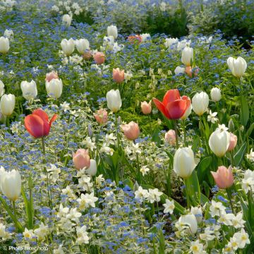 Collectie Harmonie Verfijning