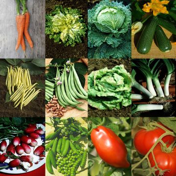 # Collection Moestuin - 12 groentevariëteiten met hoge opbrengst # Collection Moestuin - 12 groentevariëteiten met hoge opbrengst