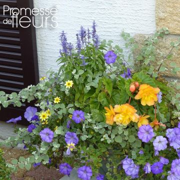 Collectie Terracotta-Blauw - 5 eenjarigen met blauwe en okerkleurige bloei