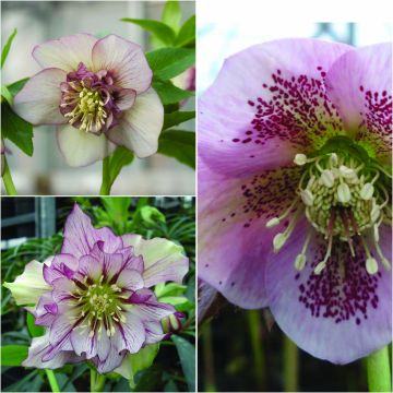 Collectie Roze Jurkjes