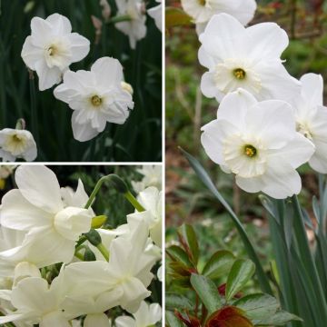 Collectie witte narcissen