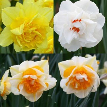 Collectie dubbele narcissen