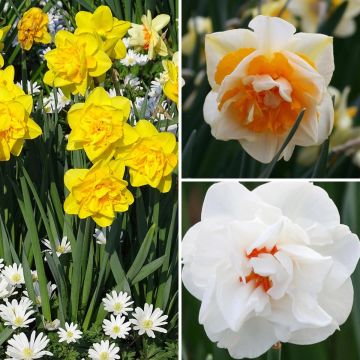 Collectie dubbele narcissen