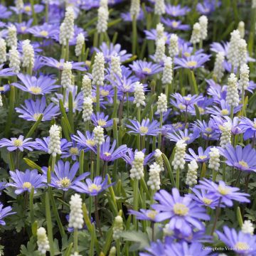 Collectie Kleine Voorjaarsbollen Wit/Blauw