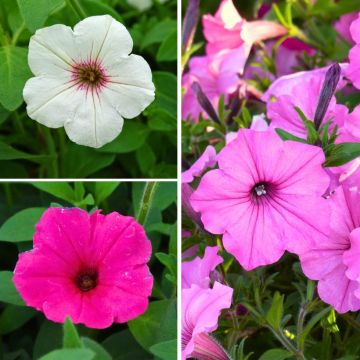 Collectie Vistas Petunia's