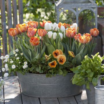 Collectie Oranje vitamine