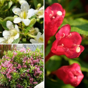 Collectie Dwergweigelia's