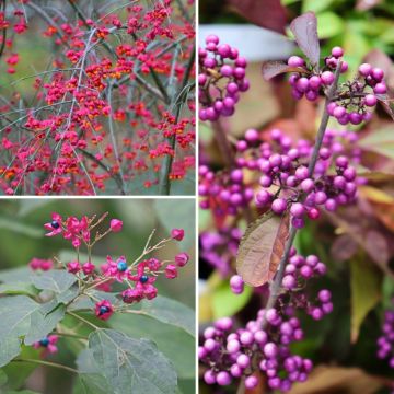 Collectie originele sierfruitstruiken