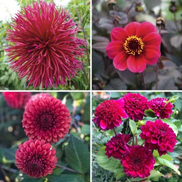 Collectie Dahlias Viva Magenta