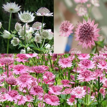 Collectie van 3 *Astrantia major*