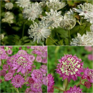 Collectie van 3 Zeeuws knoopjes Ster - Astrantia major