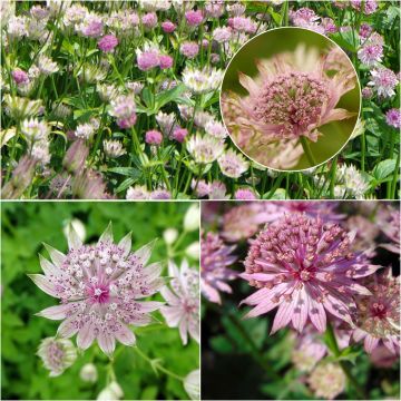 Collectie van 3 roze zeeuws knoopjes - Astrantia major