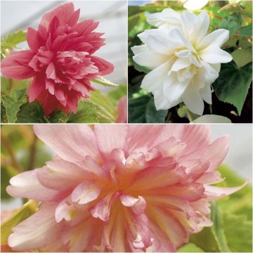 Collectie van 3 hangbegonia's Belleconia