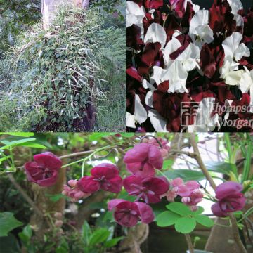 Collectie van 3 klimplanten voor 6 maanden bloemen