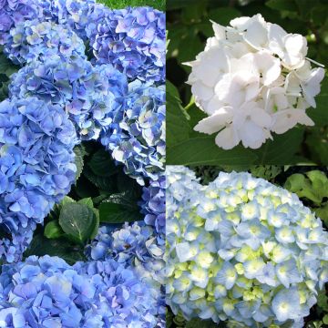 Collectie 3 *Hydrangea macrophylla*