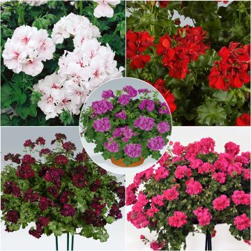 Collectie van 5 dubbele hanggeraniums