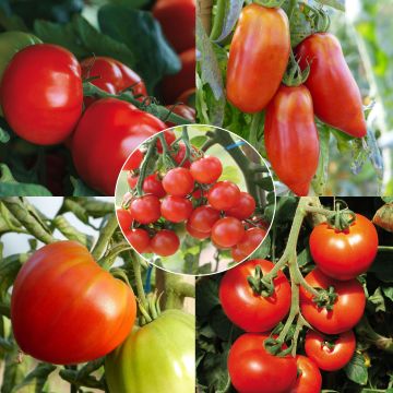 # Collectie van 5 biologische tomatenplanten