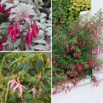 Collectie winterharde struikvormige fuchsia's Collectie winterharde struikvormige fuchsia's