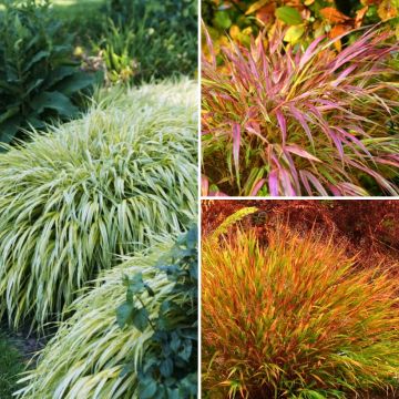 Collectie Hakonechloa's - Japanse Siergrassen
