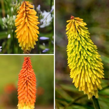 Collectie Kniphofias