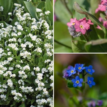 Collectie Vergeet-mij-nietje