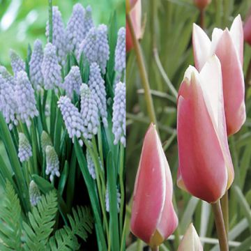 # Naturalistische collectie