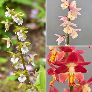 Vaste collectie winterharde orchideeën - Calanthes