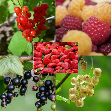 Collectie klein fruit