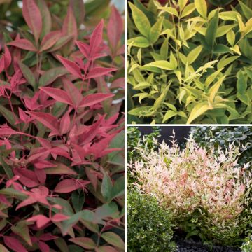Collectie Kleine Nandina's voor terras en balkon