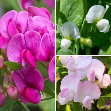Collectie Vaste Lathyrus